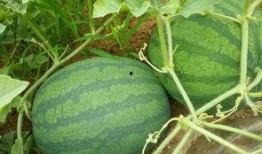 朝阳吃瓜网,揭秘娱乐圈最新热点，带你领略明星幕后故事